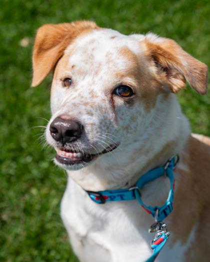 Enlarge Sunny, a Adoptable mixed breed in Pequot Lakes, MN image 1/2