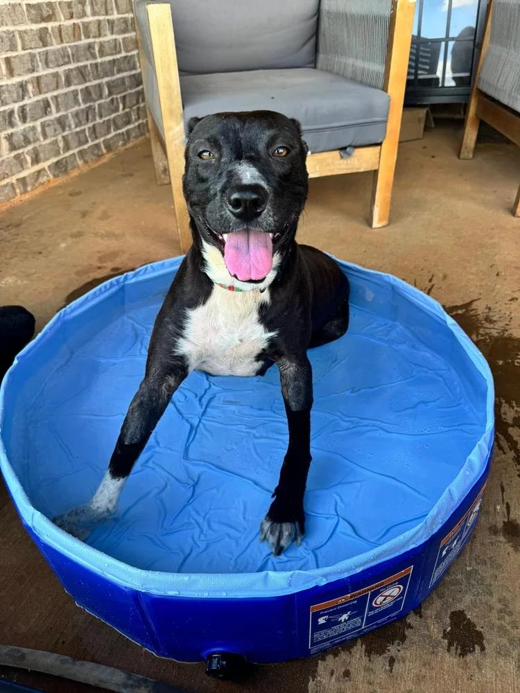 Enlarge Fancy, a ADOPTABLE mixed breed in Huntsville, AL image 2/5
