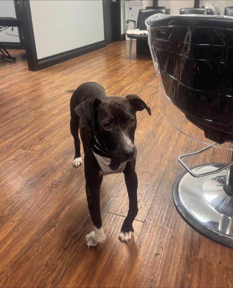 Enlarge Fancy, a ADOPTABLE mixed breed in Huntsville, AL image 4/5