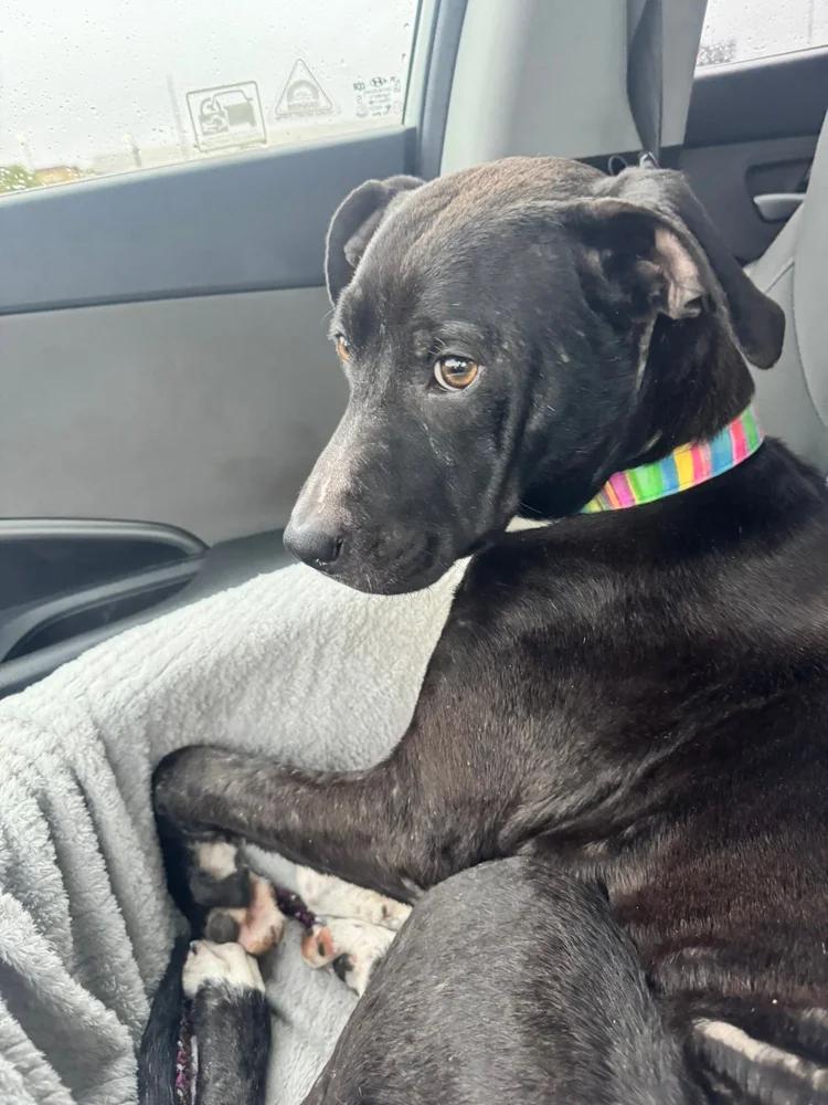 Enlarge Fancy, a ADOPTABLE mixed breed in Huntsville, AL image 5/5