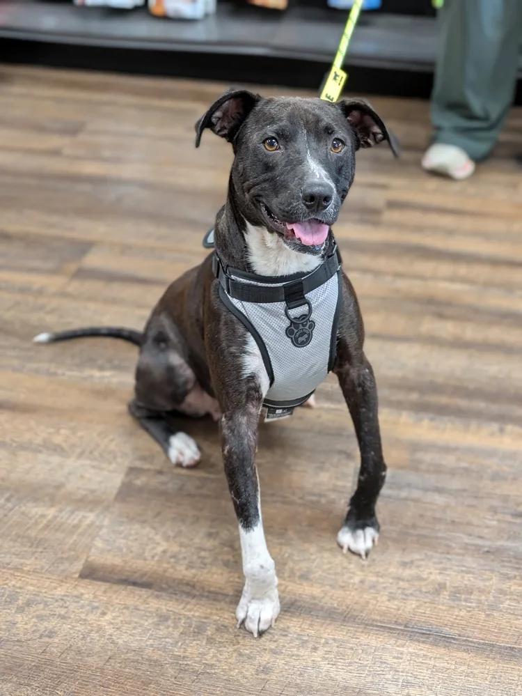 Enlarge Fancy, a ADOPTABLE mixed breed in Huntsville, AL image 1/5
