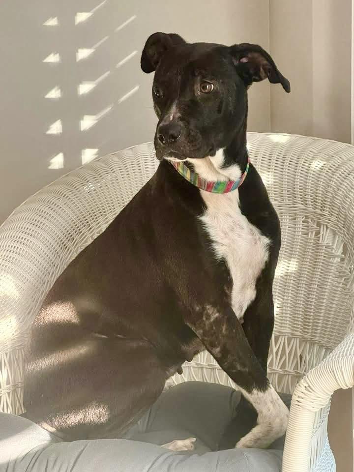 Enlarge Fancy, a ADOPTABLE mixed breed in Huntsville, AL image 3/5