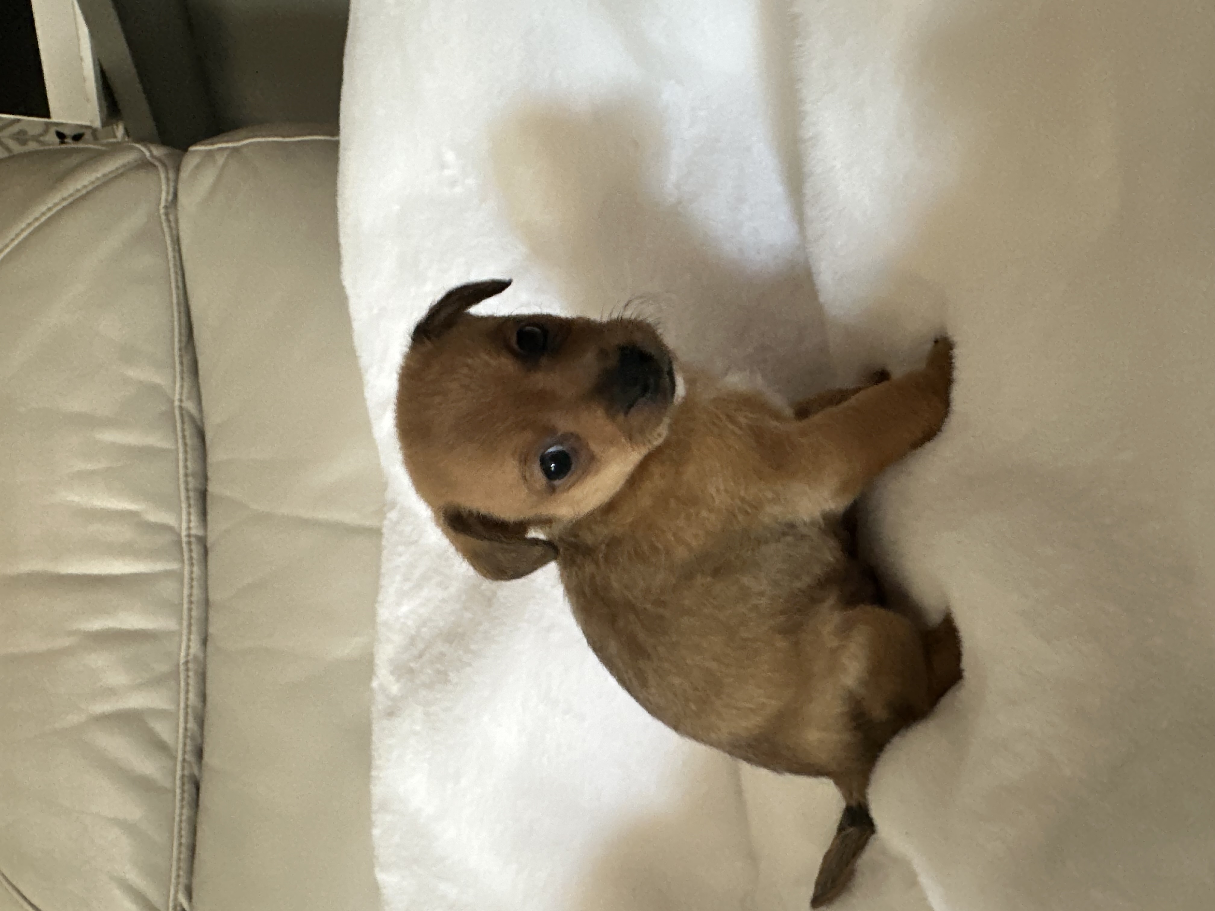 Dog for adoption Cinnamon, a Chihuahua & Border Terrier Mix in Dallas