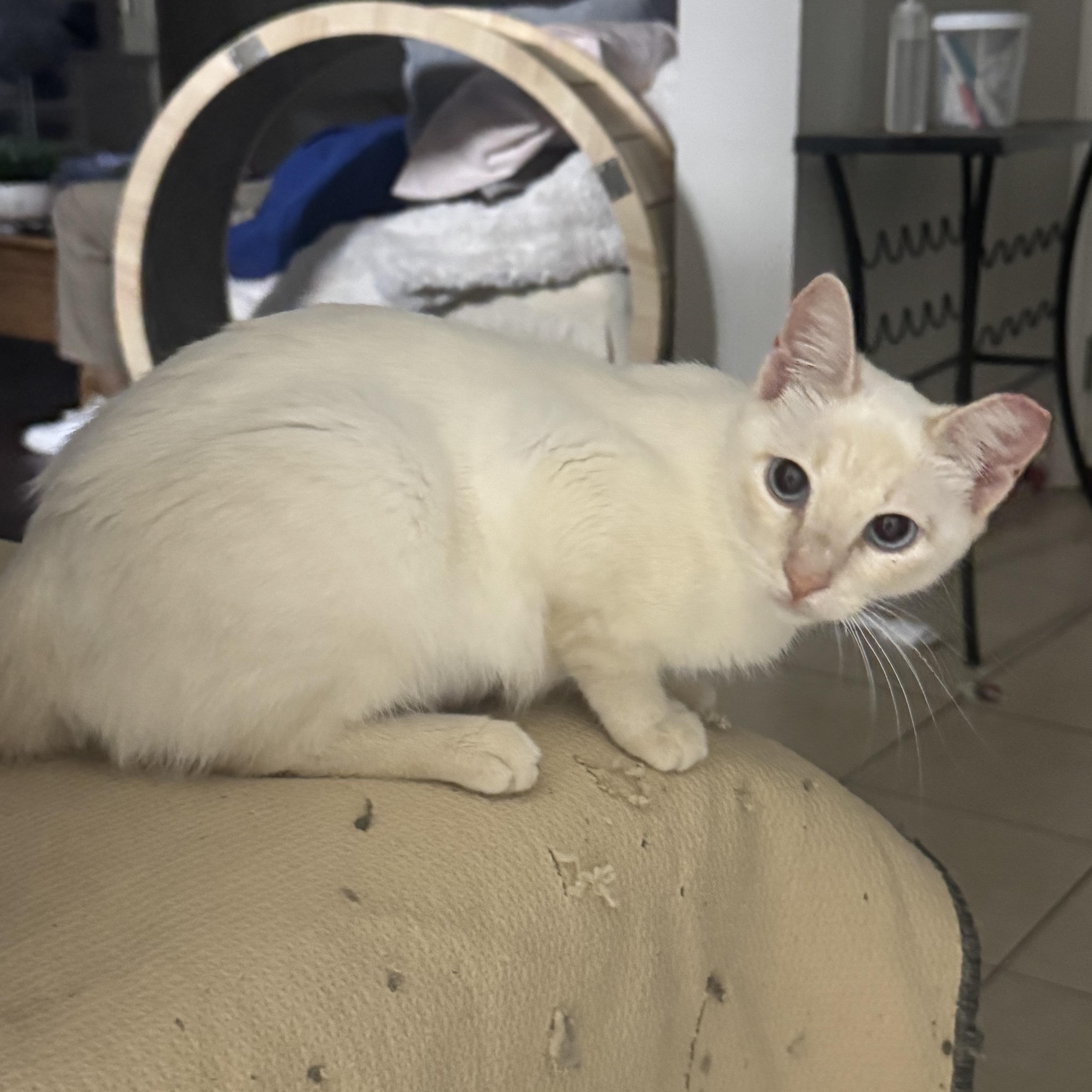 Ms Tisdale, adopted, Young Female Siamese.