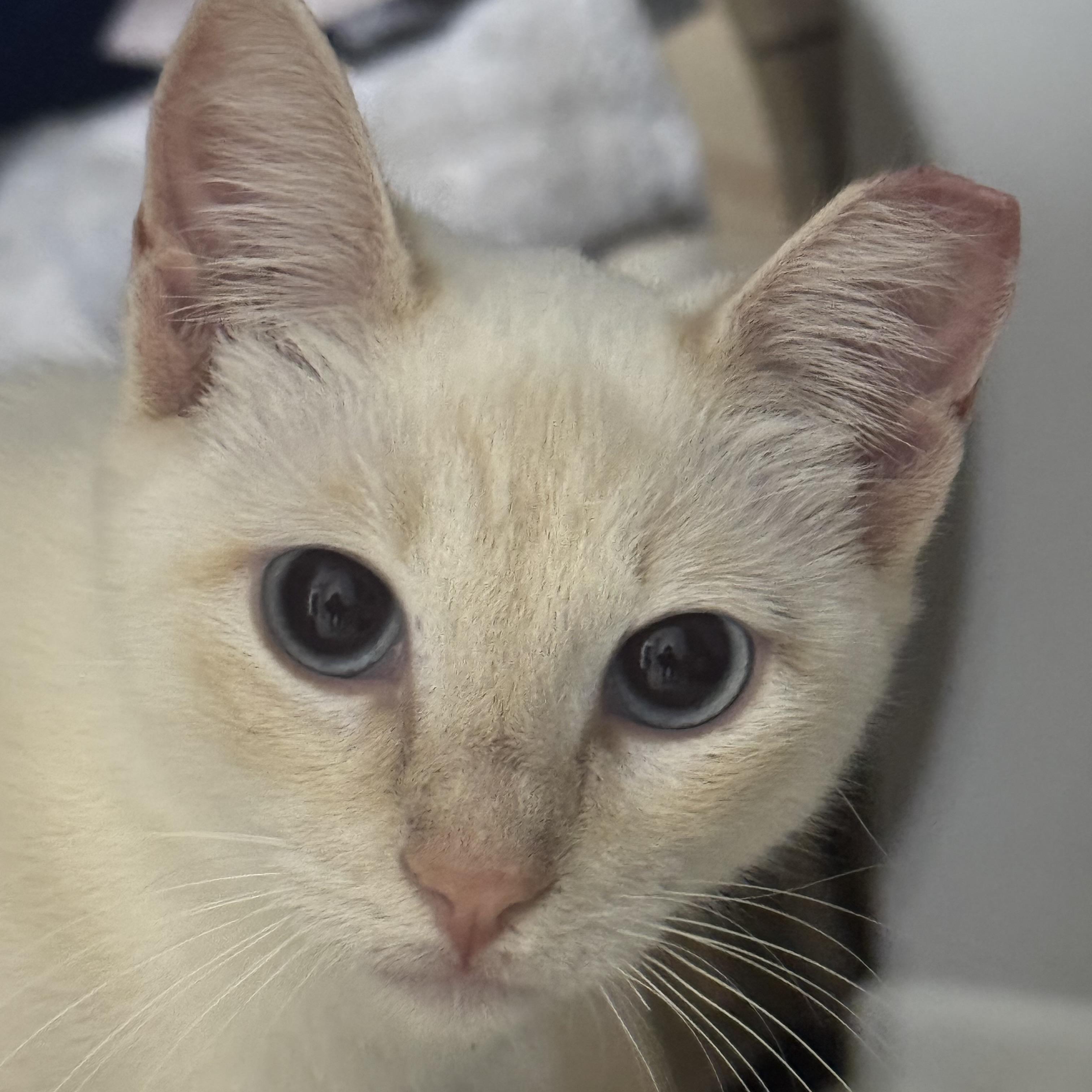 Ms Tisdale, an adopted Siamese in North Bergen, NJ image 3/6