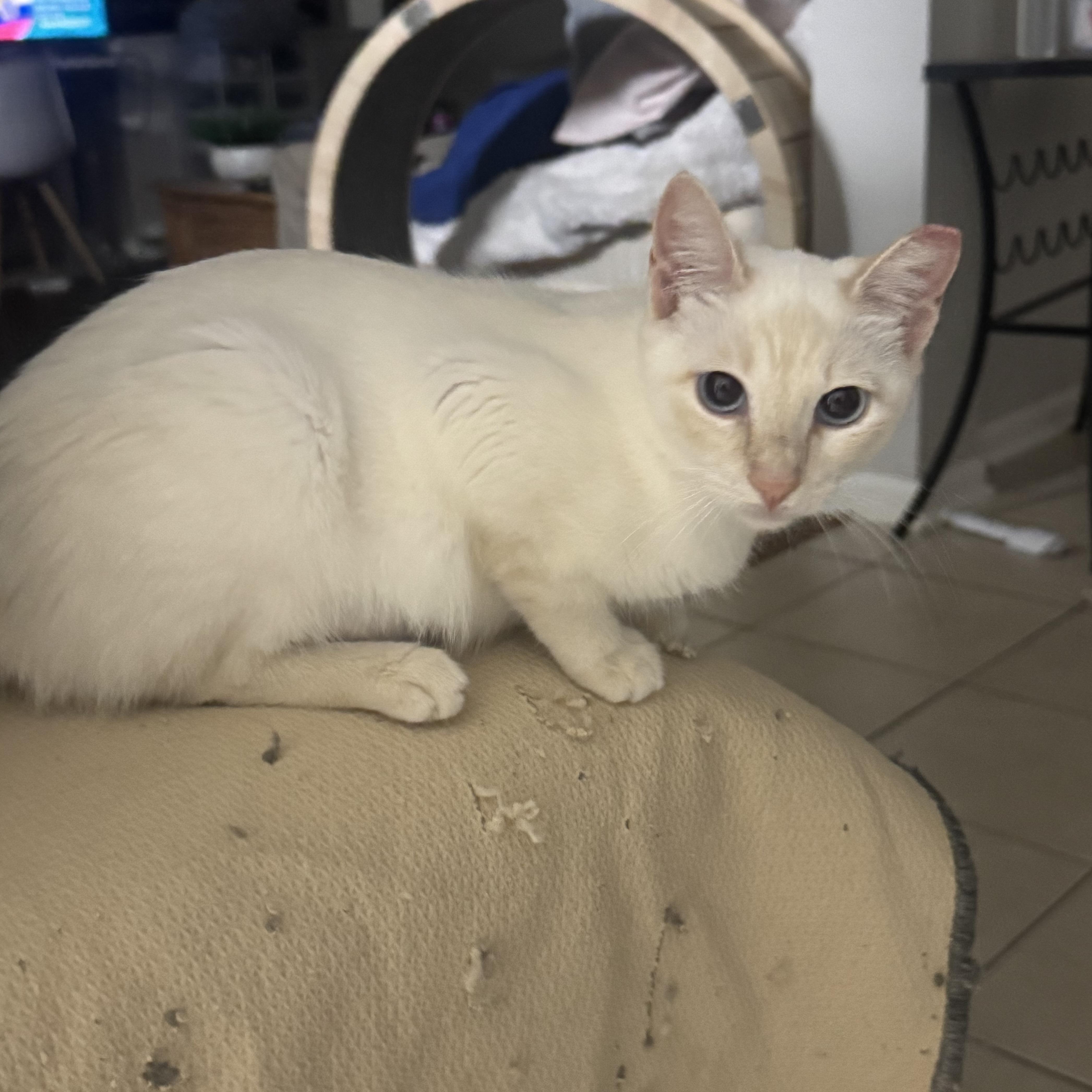 Ms Tisdale, an adopted Siamese in North Bergen, NJ image 6/6