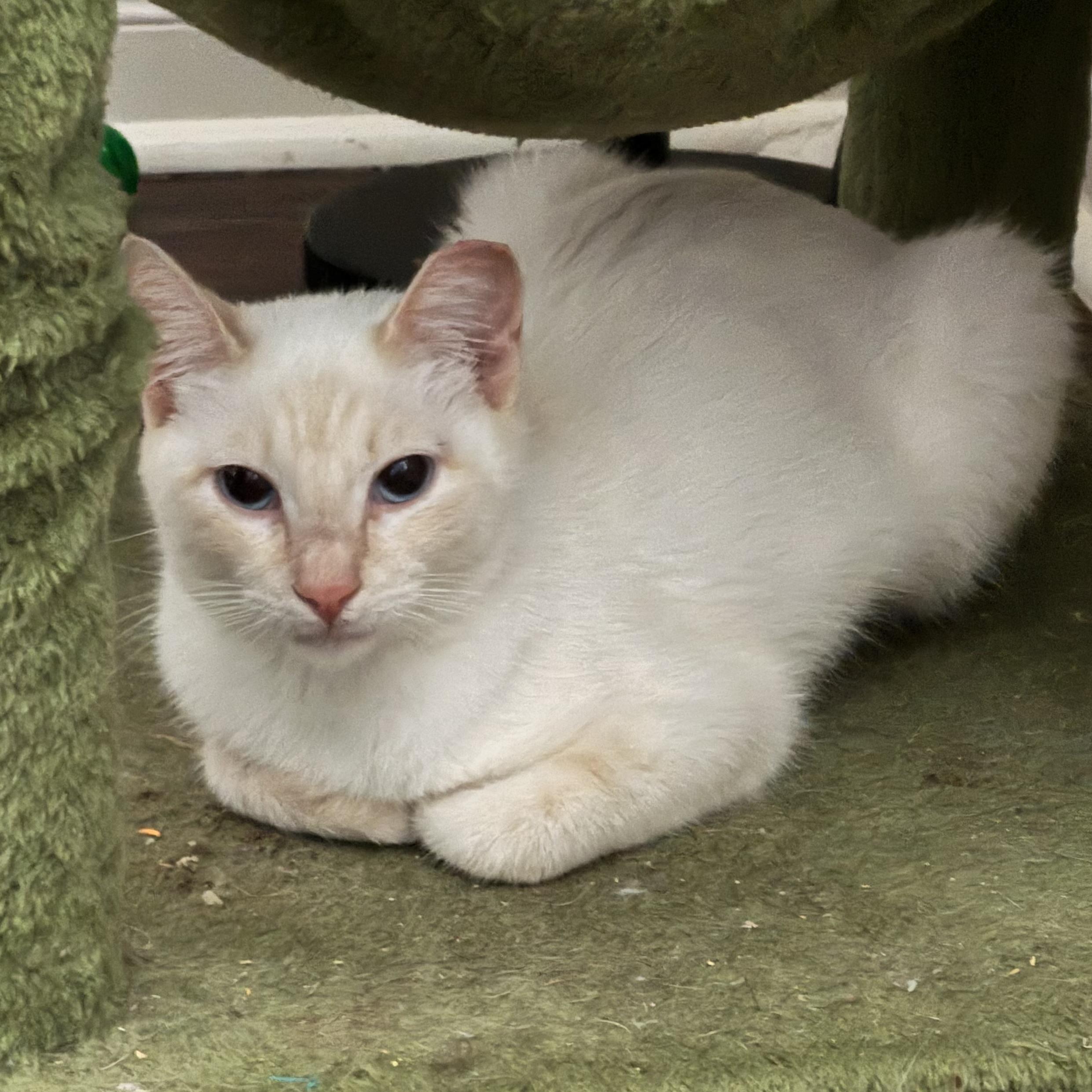 Ms Tisdale, an adopted Siamese in North Bergen, NJ image 5/6