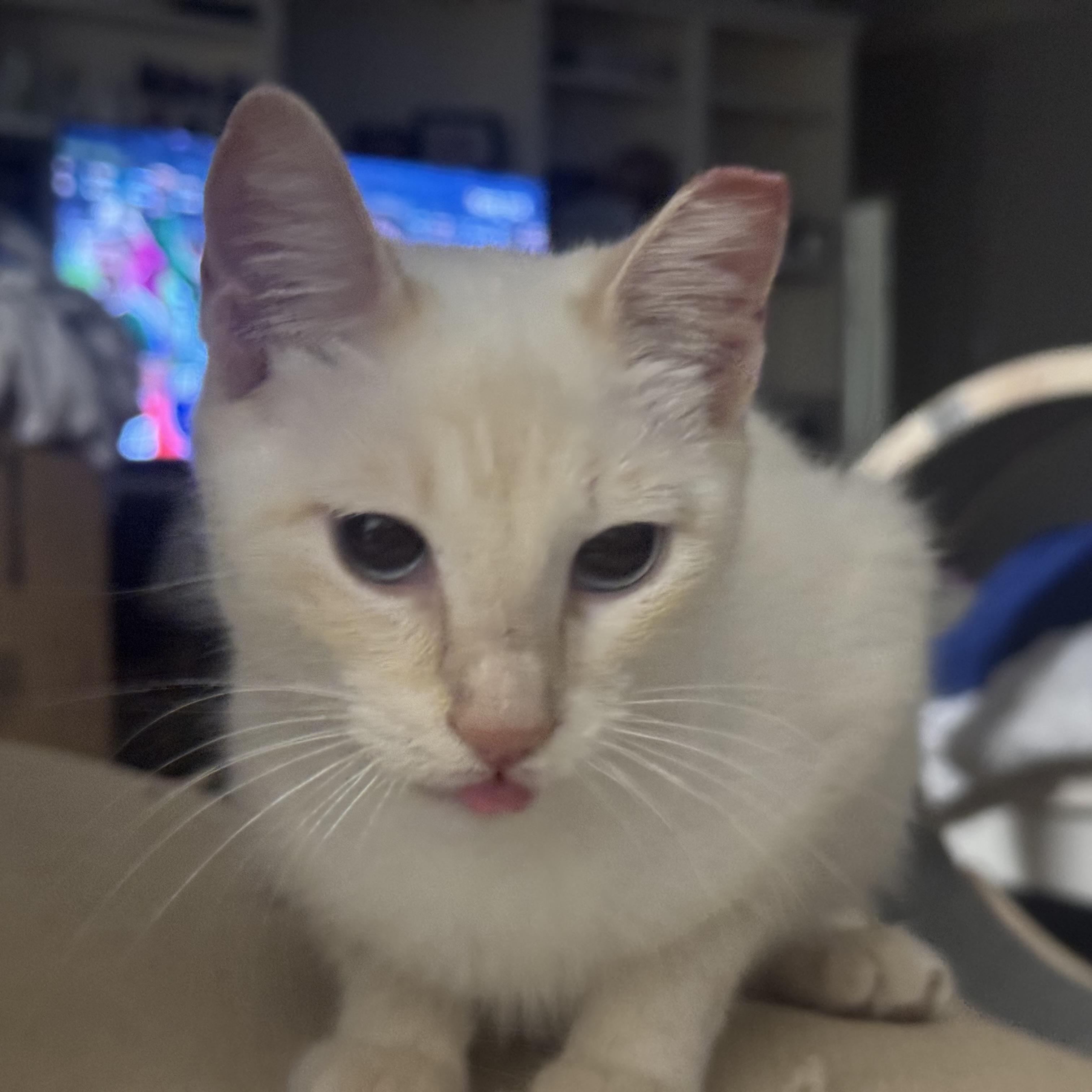 Ms Tisdale, an adopted Siamese in North Bergen, NJ image 4/6