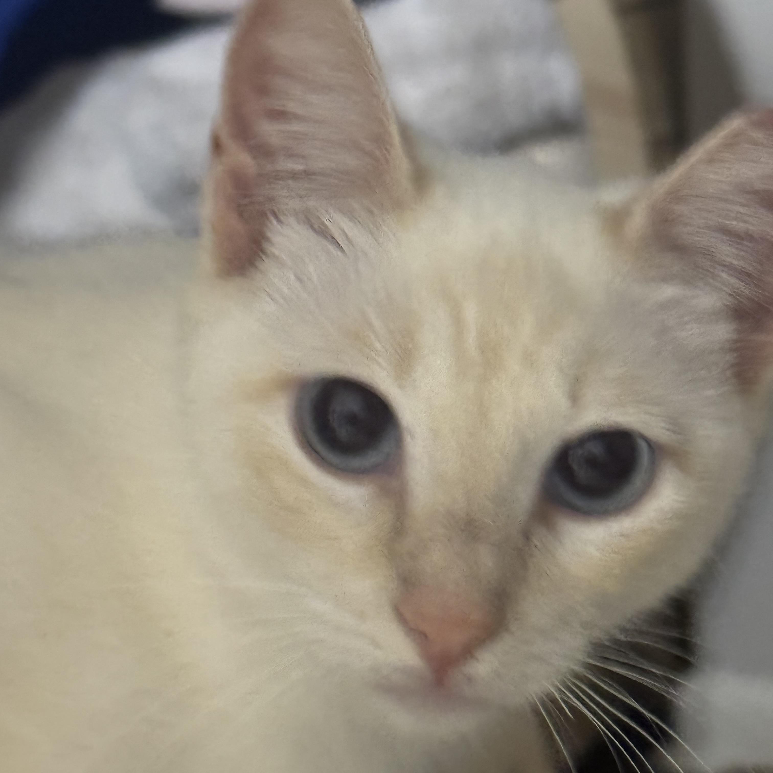 Ms Tisdale, an adopted Siamese in North Bergen, NJ image 2/6