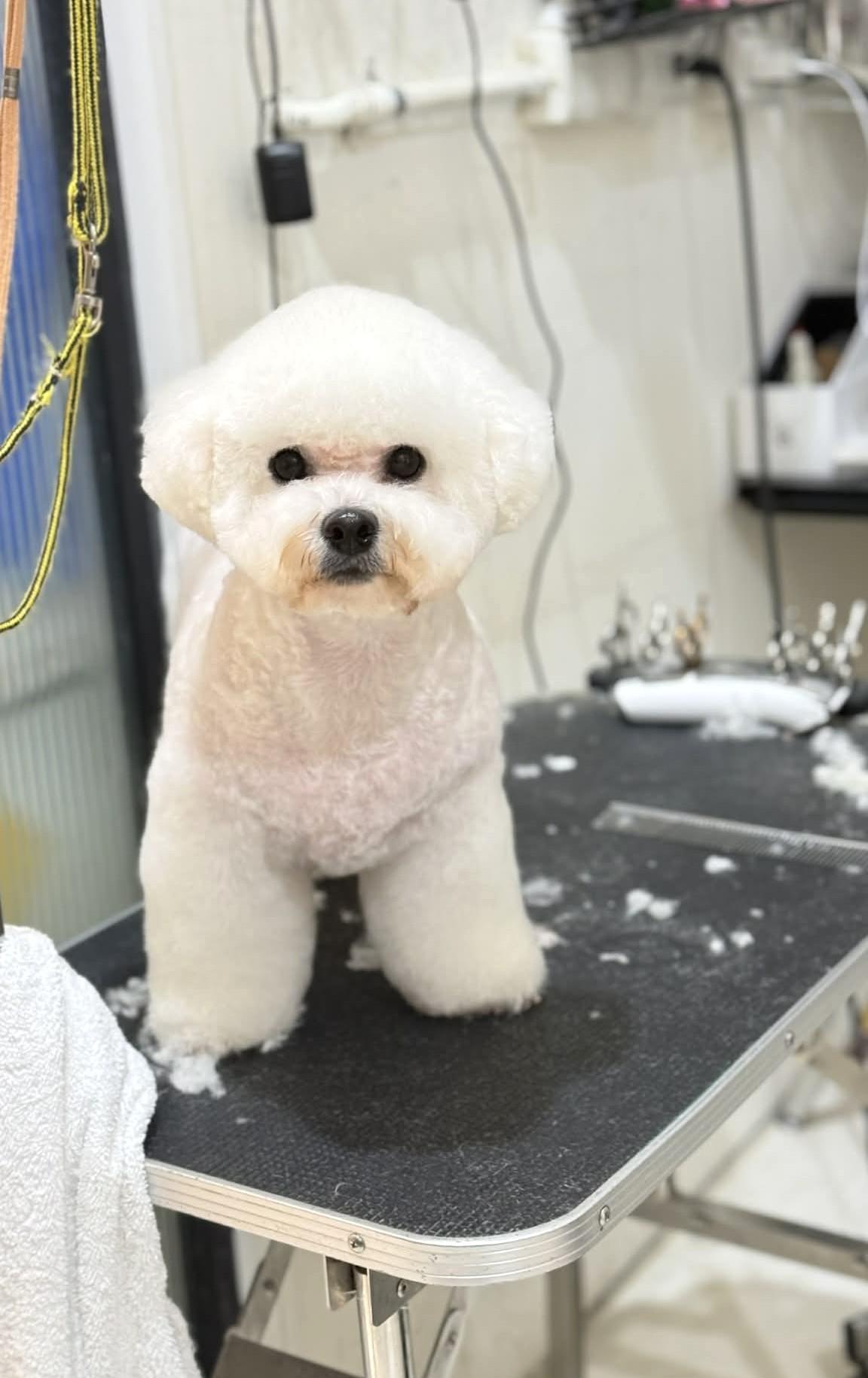 Enlarge Phoebe, a ADOPTABLE Bichon Frise in Bellevue, WA image 3/6