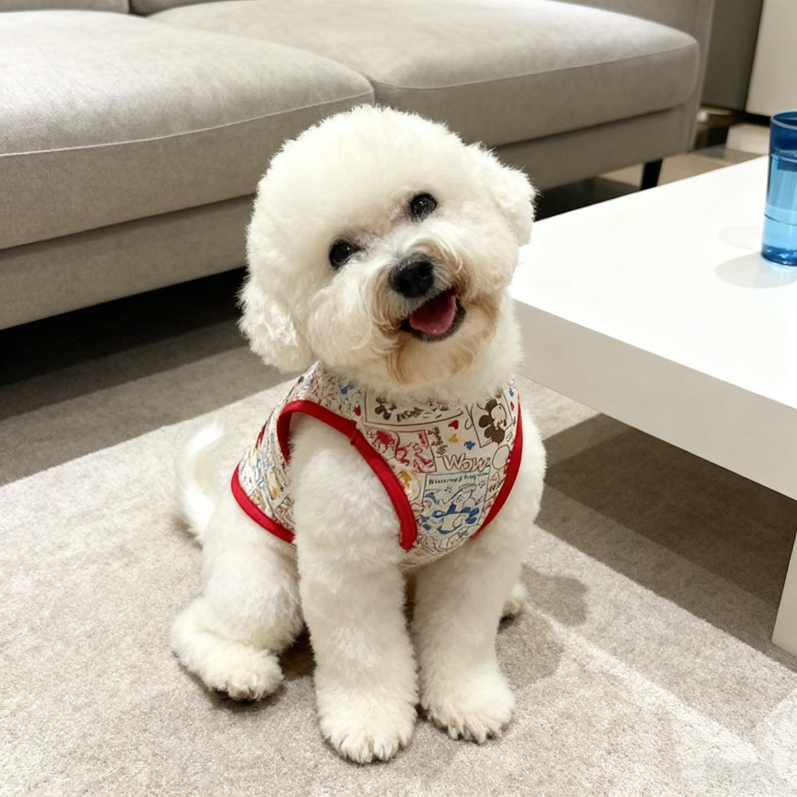 Enlarge Phoebe, a ADOPTABLE Bichon Frise in Bellevue, WA image 5/6