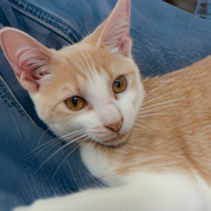 Tigger, Adoptable, Kitten Male Domestic Short Hair.