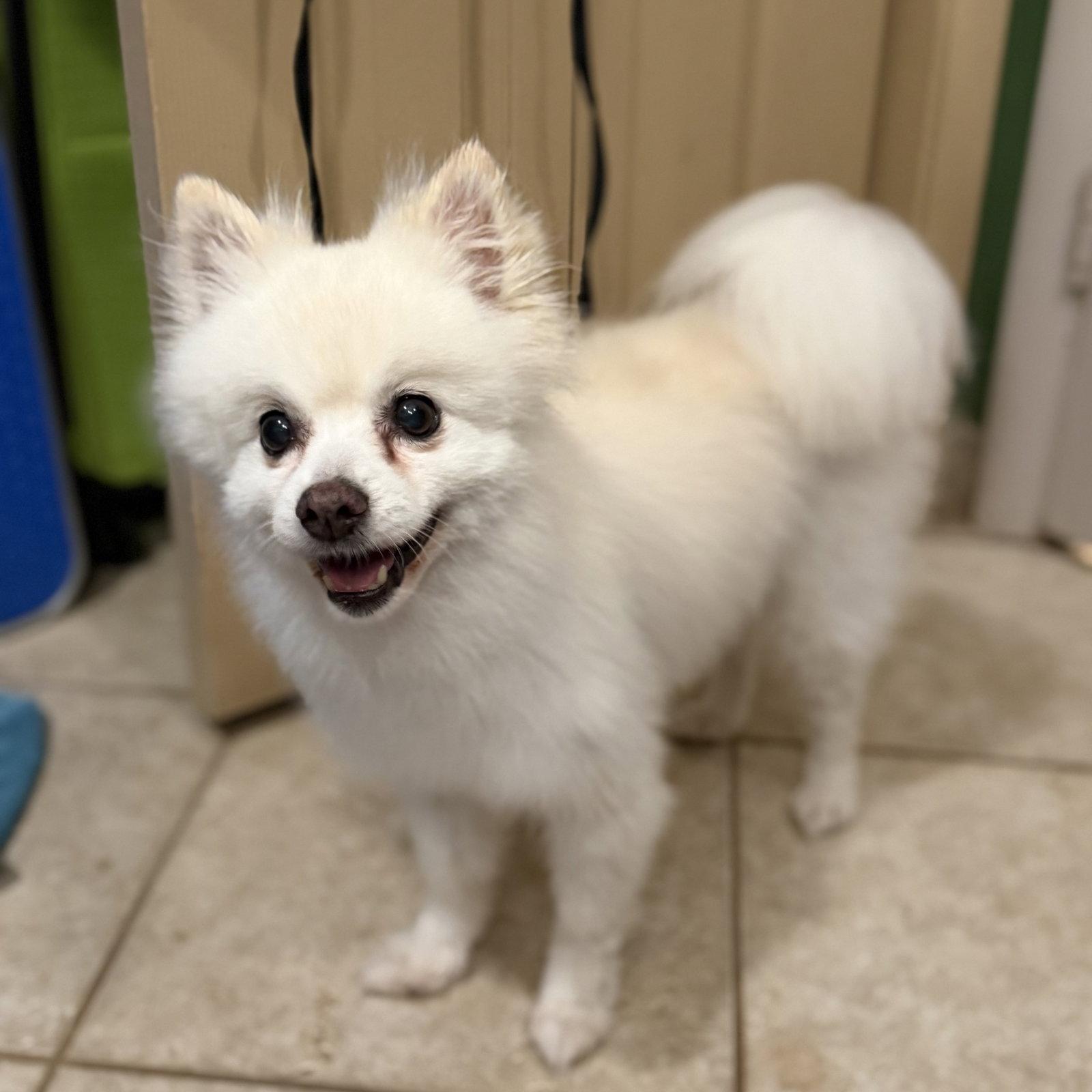 Enlarge CoCo, a Adoptable Pomeranian in Garland, TX image 1/3