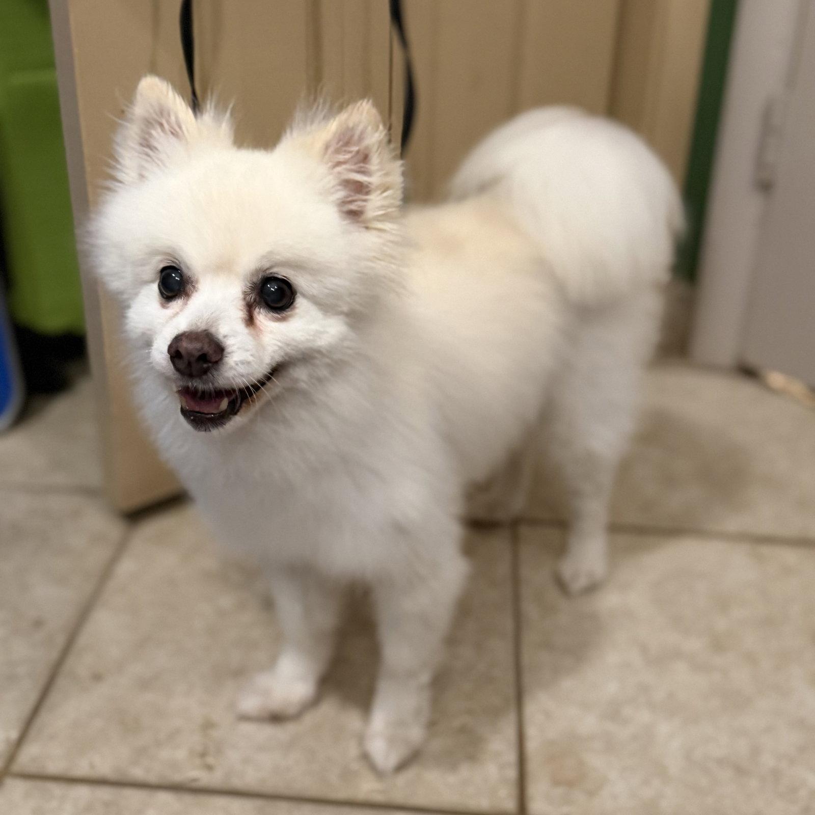 Enlarge CoCo, a Adoptable Pomeranian in Garland, TX image 2/3