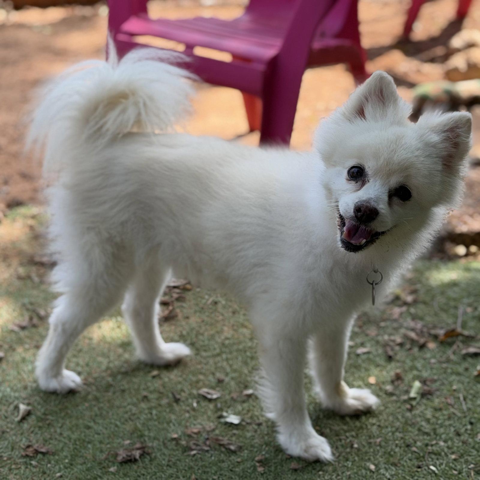 Enlarge CoCo, a Adoptable Pomeranian in Garland, TX image 3/3