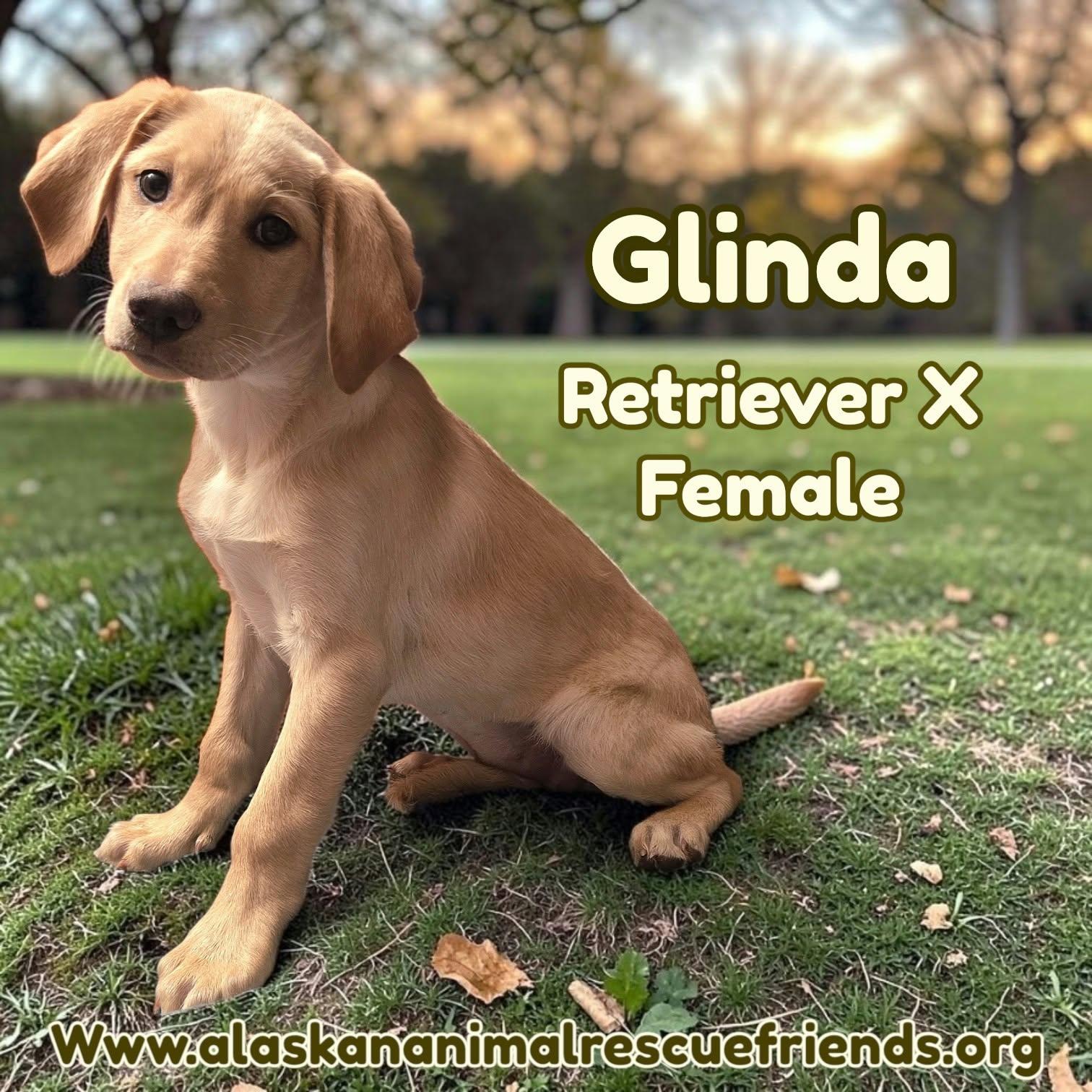 Enlarge Glinda, a Adoptable Retriever in Anchorage, AK image 1/1