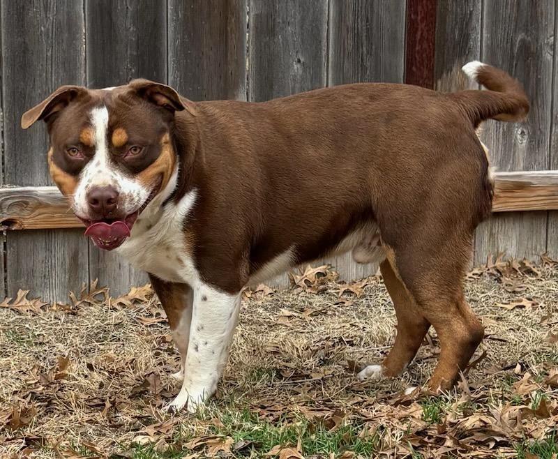 Enlarge Beefy, a Adoptable Staffordshire Bull Terrier in Great Bend, KS image 1/1
