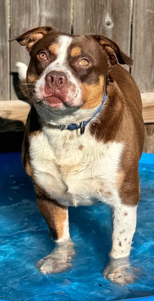 Enlarge Beefy, a Adoptable Staffordshire Bull Terrier in Great Bend, KS image 2/2