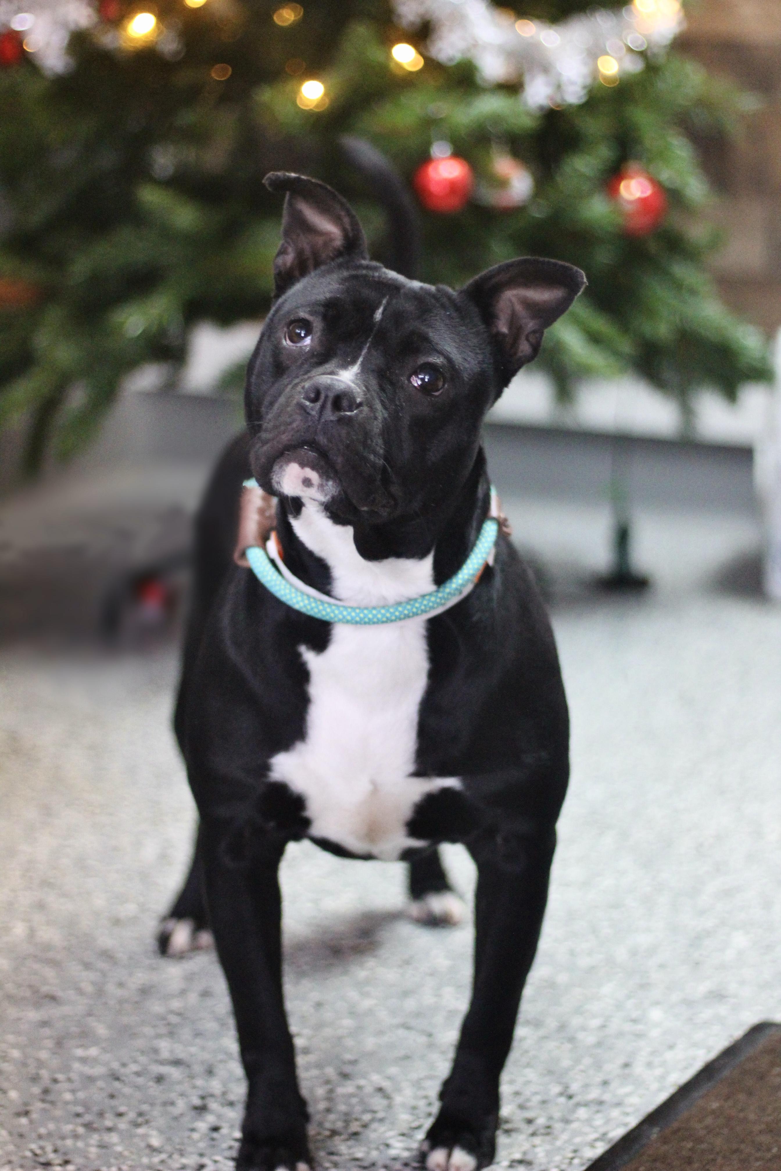 Jelly in NH! Come Meet our Adoptable Dogs Wednesday-Saturday. More info in Bio!, ADOPTABLE, Adult Female Terrier.