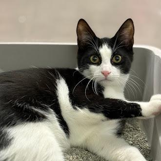 Mousse, ADOPTABLE, Adult Male Domestic Short Hair.