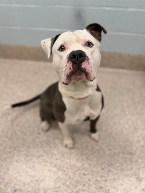 FERDINAND, Adoptable, Adult Male Pit Bull Terrier.