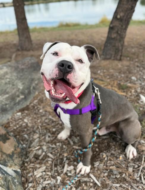 Enlarge FERDINAND, a Adoptable Pit Bull Terrier in Brighton, CO image 1/1