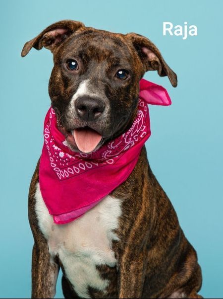 RAJA, Adoptable, Adult Female American Bulldog & Terrier.
