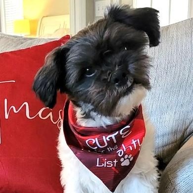 Taz, an adopted mixed breed in Irmo, SC image 1/3