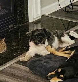 Taz, an adopted mixed breed in Irmo, SC image 2/3