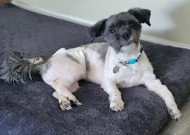 Taz, Adoptable, Adult Male Shih Tzu.