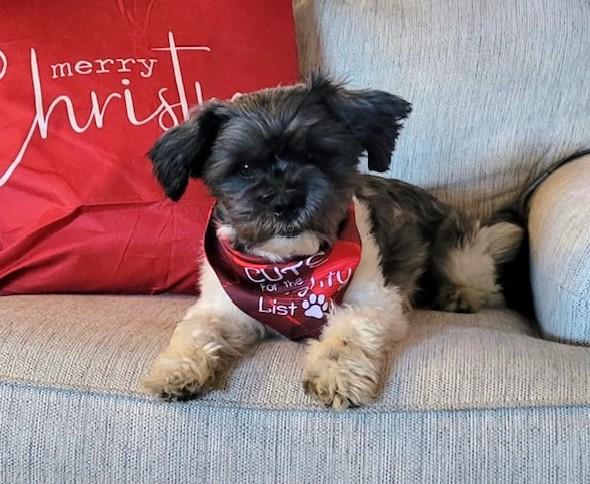 Taz, an adopted mixed breed in Irmo, SC image 3/3