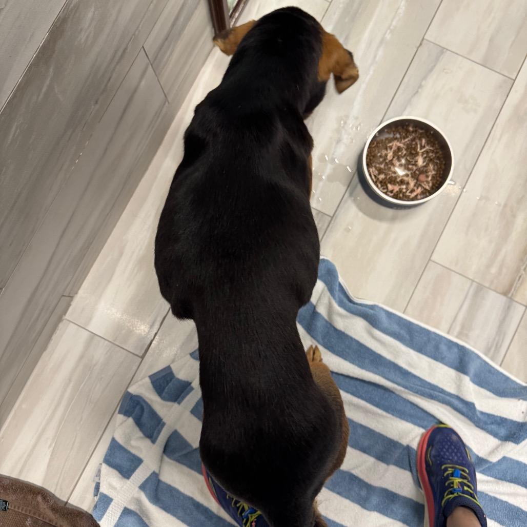 KASSIE, a Adoptable mixed breed in Wellington, FL image 1/6