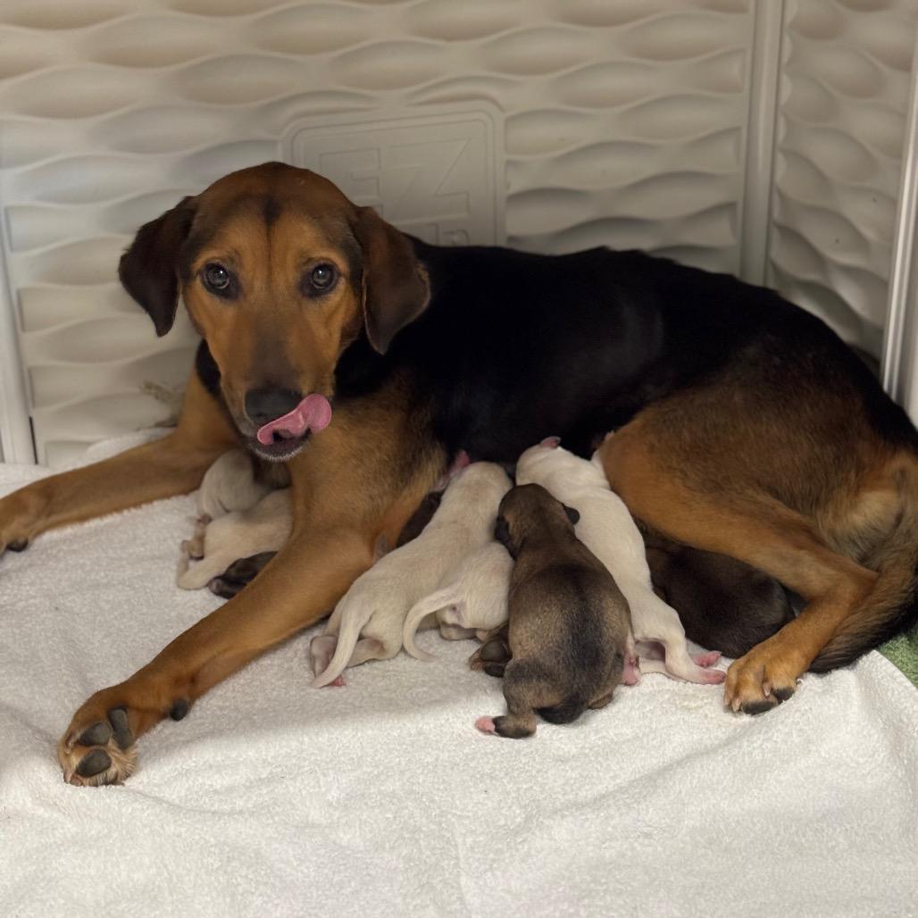 KASSIE, Adoptable, Adult Female Shepherd & Golden Retriever.