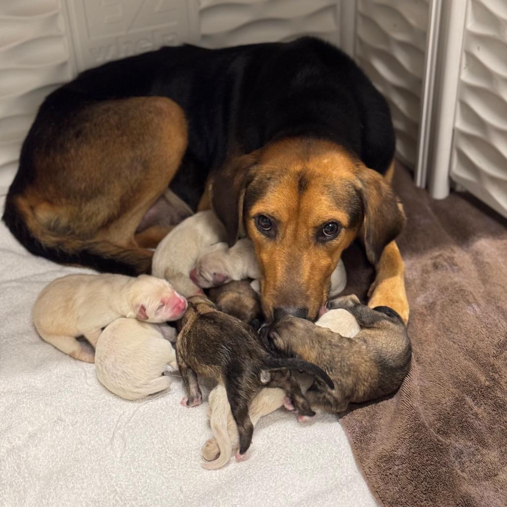 KASSIE, a Adoptable mixed breed in Wellington, FL image 3/6