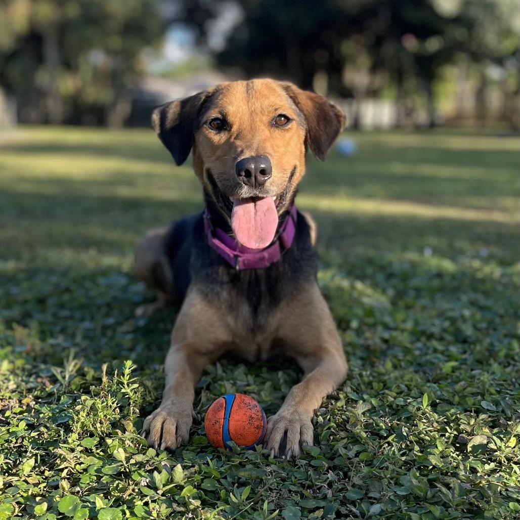 KASSIE, a Adoptable mixed breed in Wellington, FL image 4/6