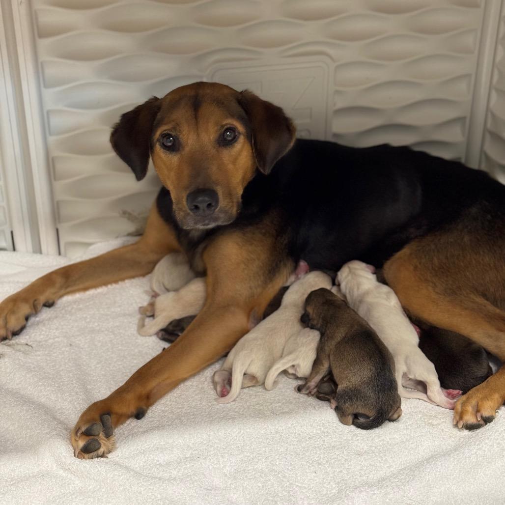 KASSIE, a Adoptable mixed breed in Wellington, FL image 5/6