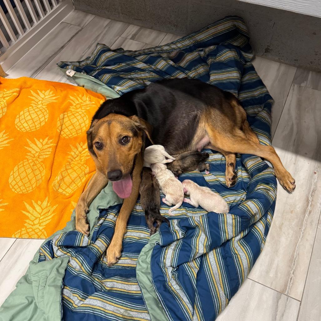 KASSIE, a Adoptable mixed breed in Wellington, FL image 6/6