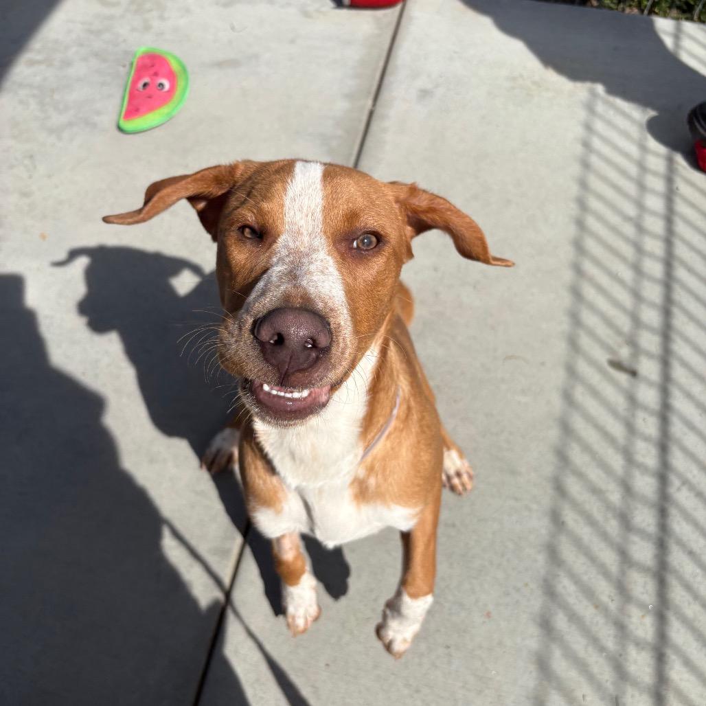 Sammy, Adoptable, Young Male Catahoula Leopard Dog & Hound.