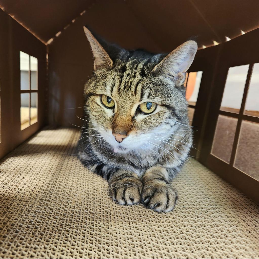 Mister, Adoptable, Senior Female Domestic Short Hair.