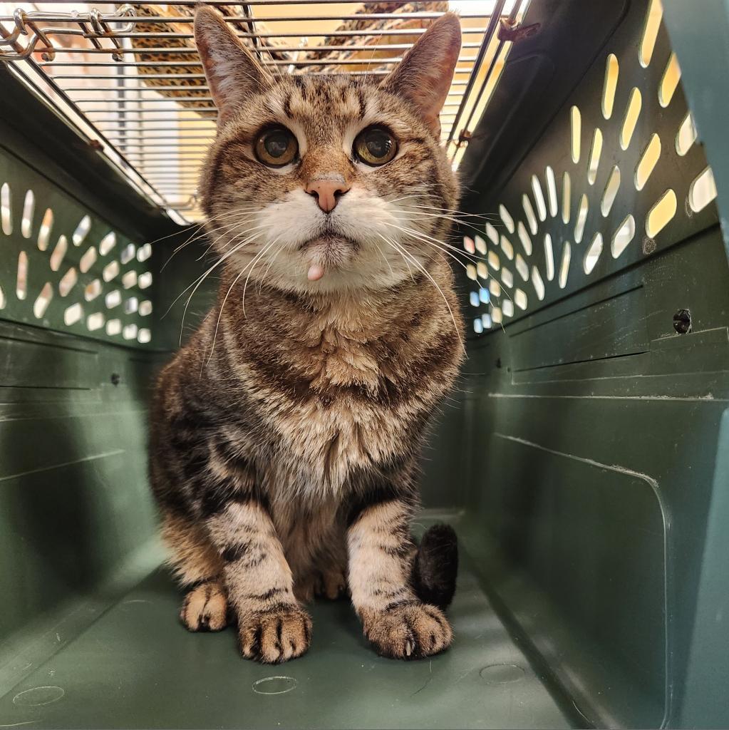 Enlarge Mister, a Adoptable mixed breed in Naples, FL image 2/2