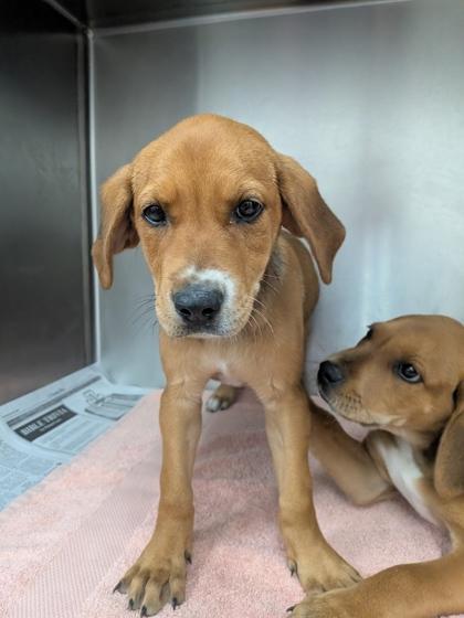 Freya, Adoptable, Puppy Female Mixed Breed & Mixed Breed.