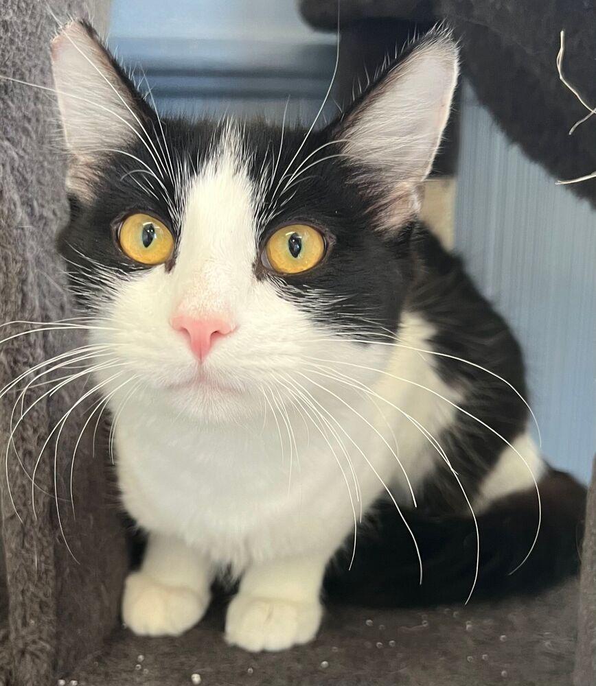 Benedict, Adoptable, Young Male Domestic Medium Hair.