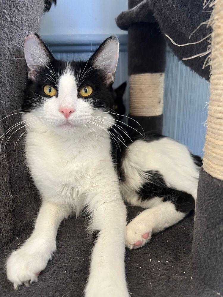 Enlarge Benedict, a Adoptable Domestic Medium Hair in McPherson, KS image 2/3