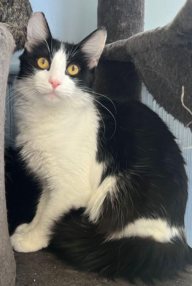 Enlarge Benedict, a Adoptable Domestic Medium Hair in McPherson, KS image 3/3