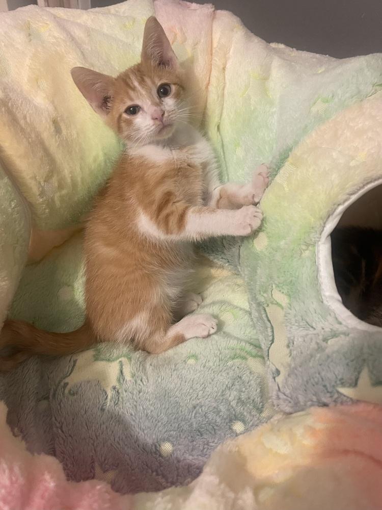 Tofu, a Adoptable Domestic Short Hair in Salisbury, NC image 2/4
