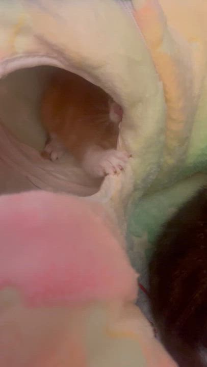 Enlarge Tofu, a Adoptable Domestic Short Hair in Salisbury, NC video 4/4