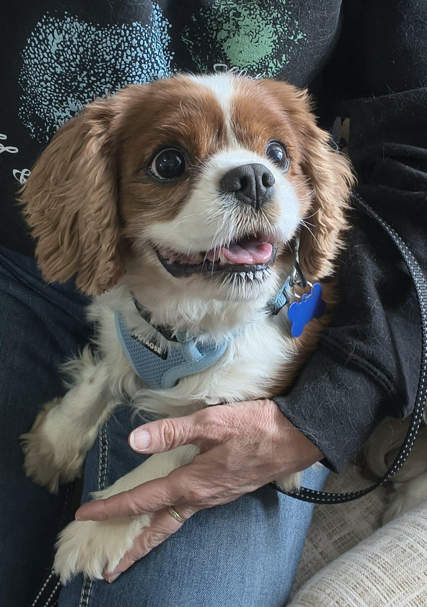Enlarge Riley (Please read description), a Adoptable Cavalier King Charles Spaniel in De Pere, WI image 2/6