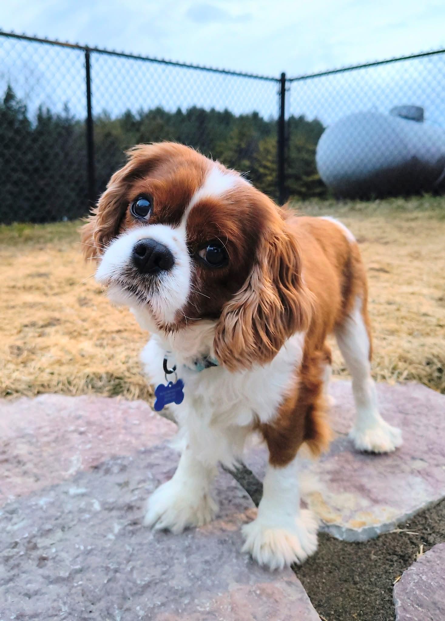 Enlarge Riley (Please read description), an adopted Cavalier King Charles Spaniel in De Pere, WI image 1/6