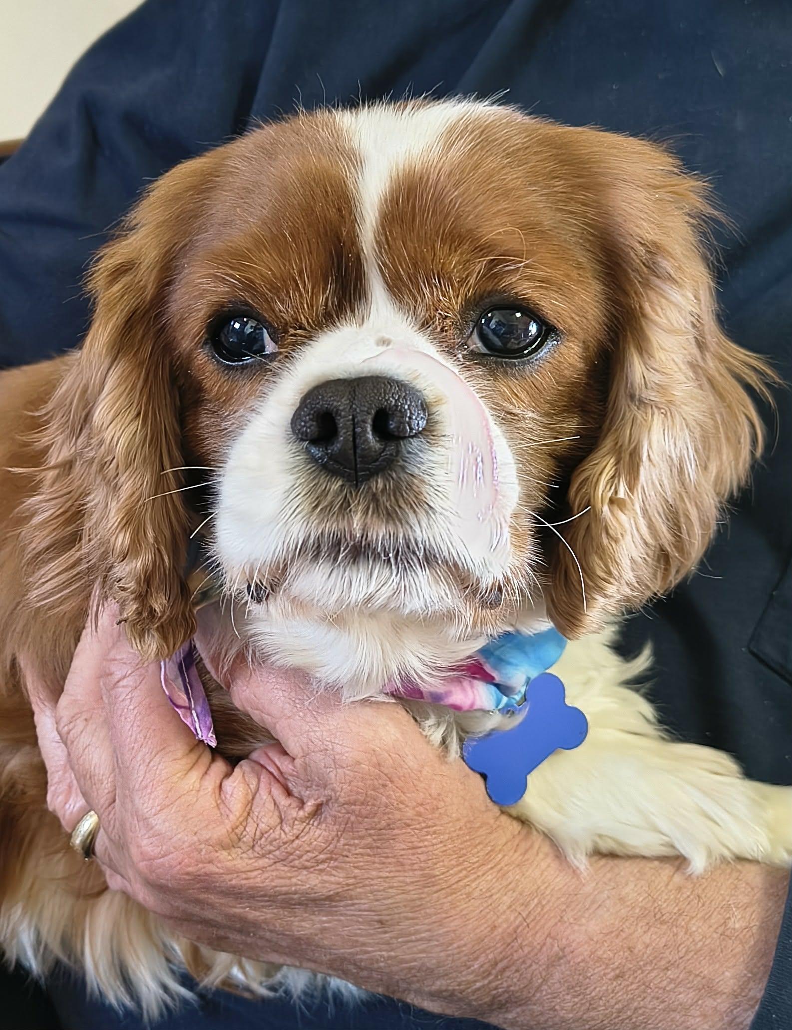 Enlarge Riley (Please read description), a Adoptable Cavalier King Charles Spaniel in De Pere, WI image 1/6