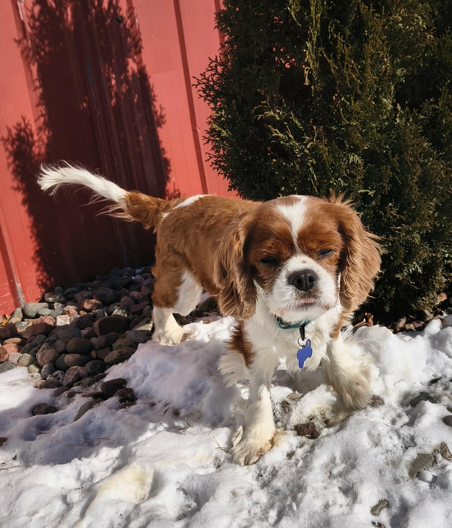 Enlarge Riley (Please read description), a Adoptable Cavalier King Charles Spaniel in De Pere, WI image 6/6
